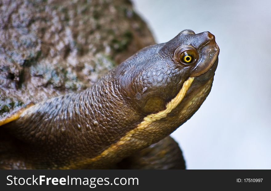 Smiling Turtle