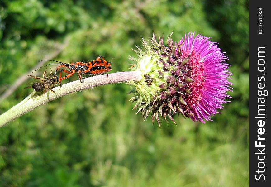 An insect transfer a spider on a thistle. An insect transfer a spider on a thistle