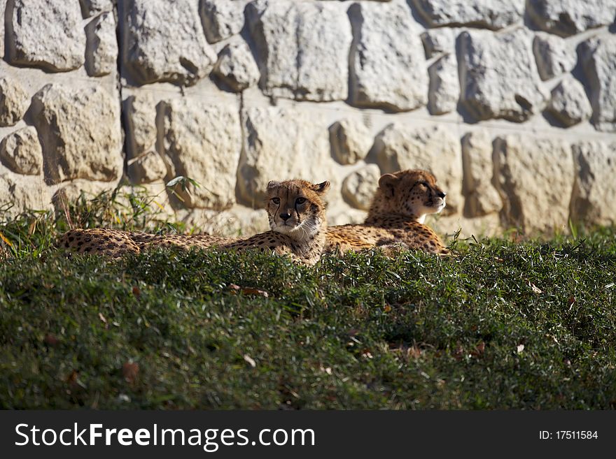 Cheetah is watching something in sun light.