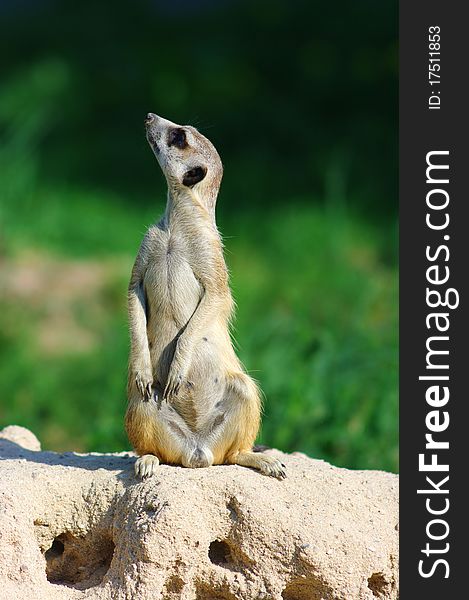 Suricate guard looking for danger