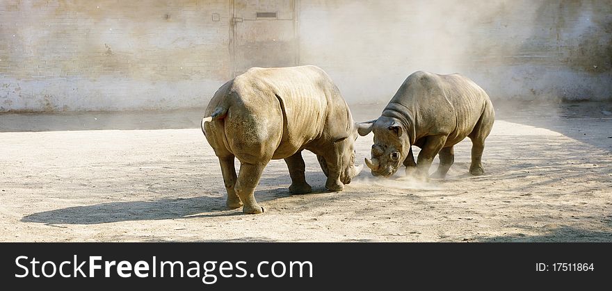 Fighting rhinoceros in zoo, Czech Republic