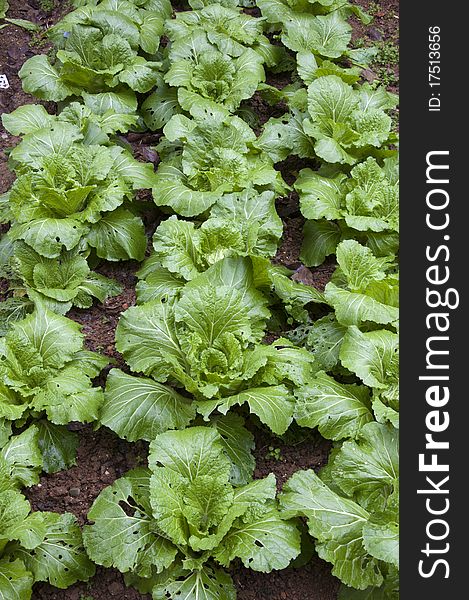 Chinese cabbage ,Pest damage,nature