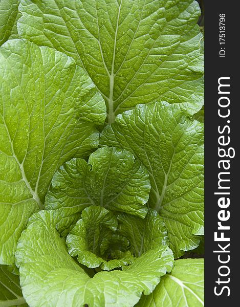 Chinese cabbage and rainwater, rain