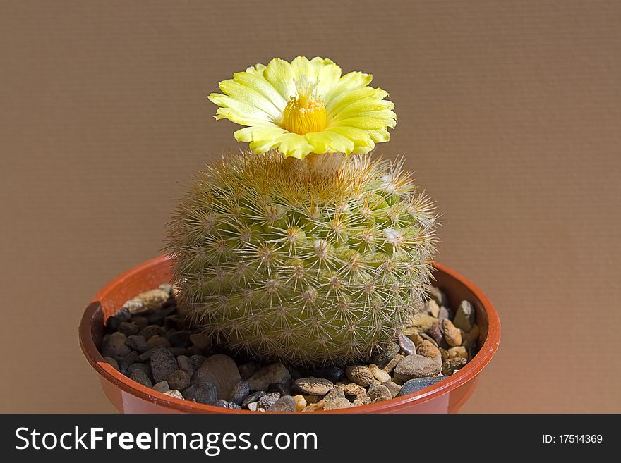 Cactus with blossoms on a dark background (Parodia). Cactus with blossoms on a dark background (Parodia).