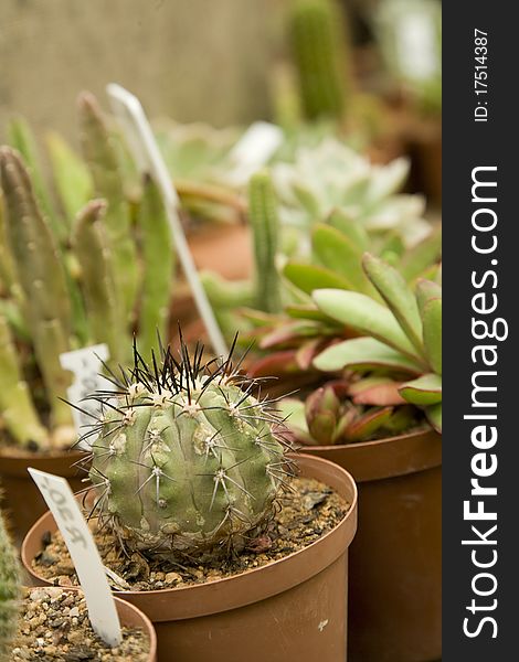 Cacti and other succulents in pots with name markers. Cacti and other succulents in pots with name markers.
