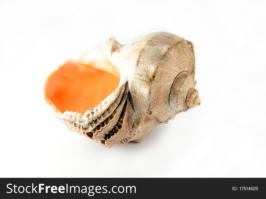 Sea cockleshell on a white background close up