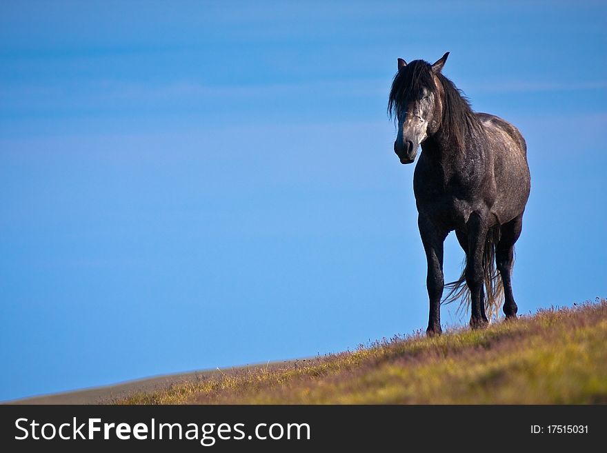 One Black Horse Against The Blue Sky