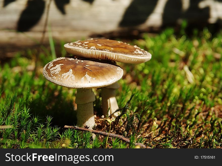 Two mushrooms in sunlight in the forest