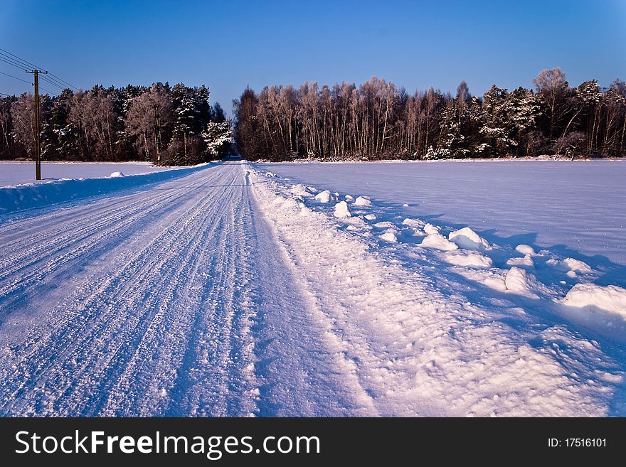 Sunlight in the white forest, winter time