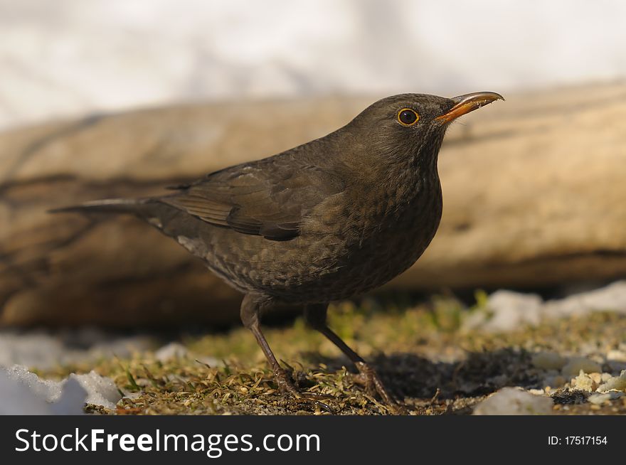 Side view of a female blackbird. Side view of a female blackbird