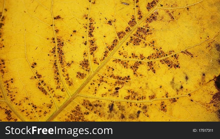 Dead poplar leaf,close up.