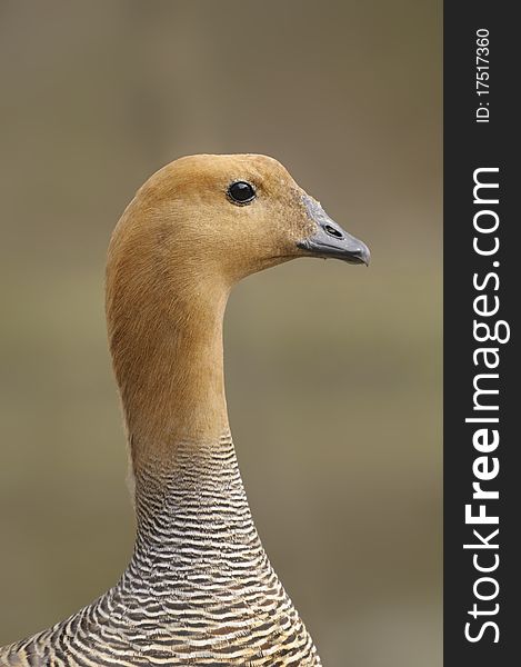 Upland Goose or Magellan Goose - Chloephaga picta