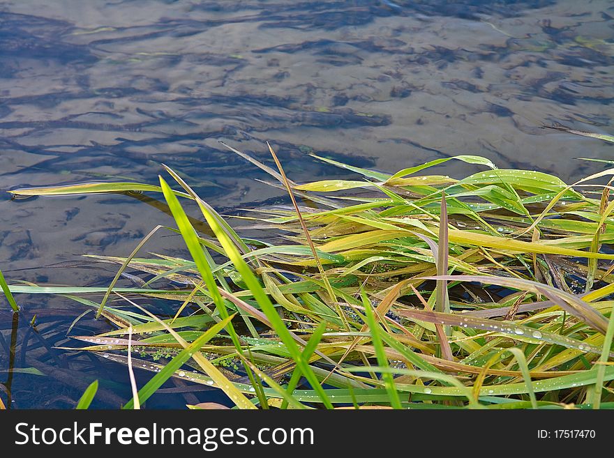 Yellowing grass on water surface, background