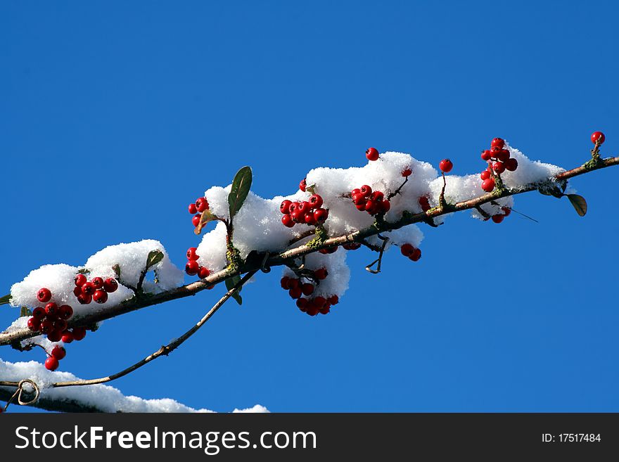 Red berries on a snow covered branch.