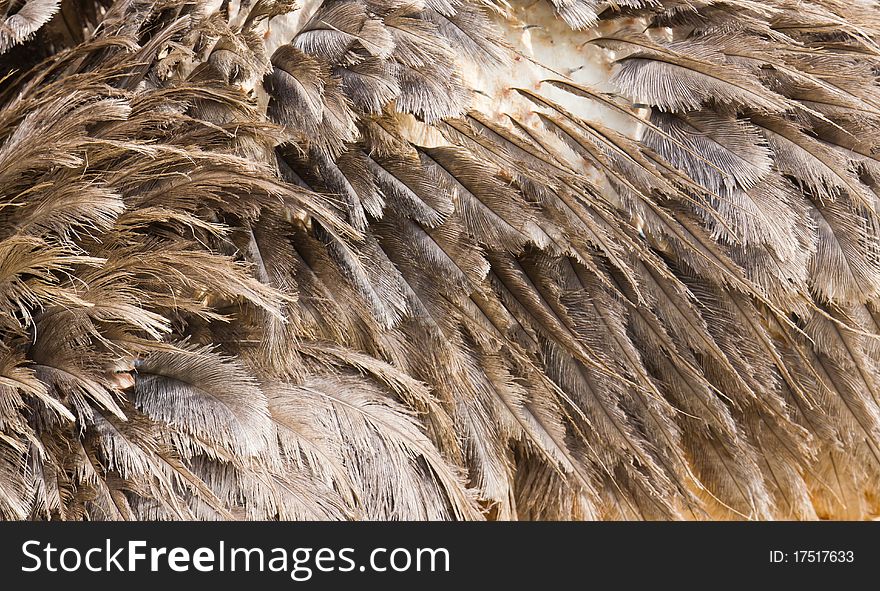 Feather ostrich show texture and detail