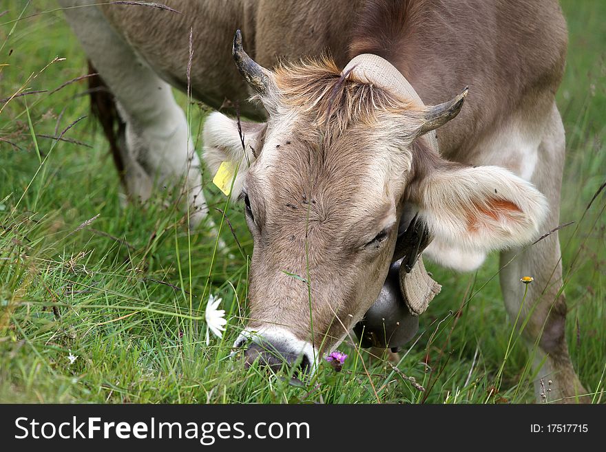 Milk cow in an Italian bent grass. Milk cow in an Italian bent grass