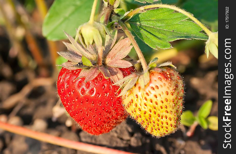 Close-up photo of strawberries in the garden