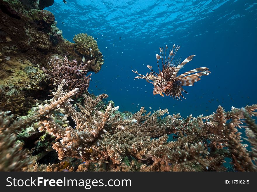 Lionfish and acropora in the Red Sea. Lionfish and acropora in the Red Sea.
