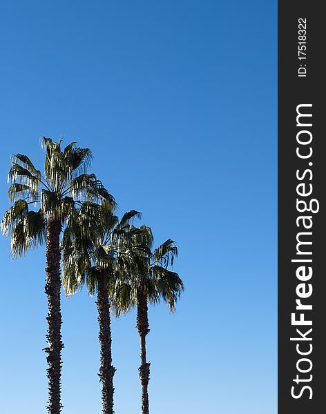 Three palm trees against the blue cloudless sky.