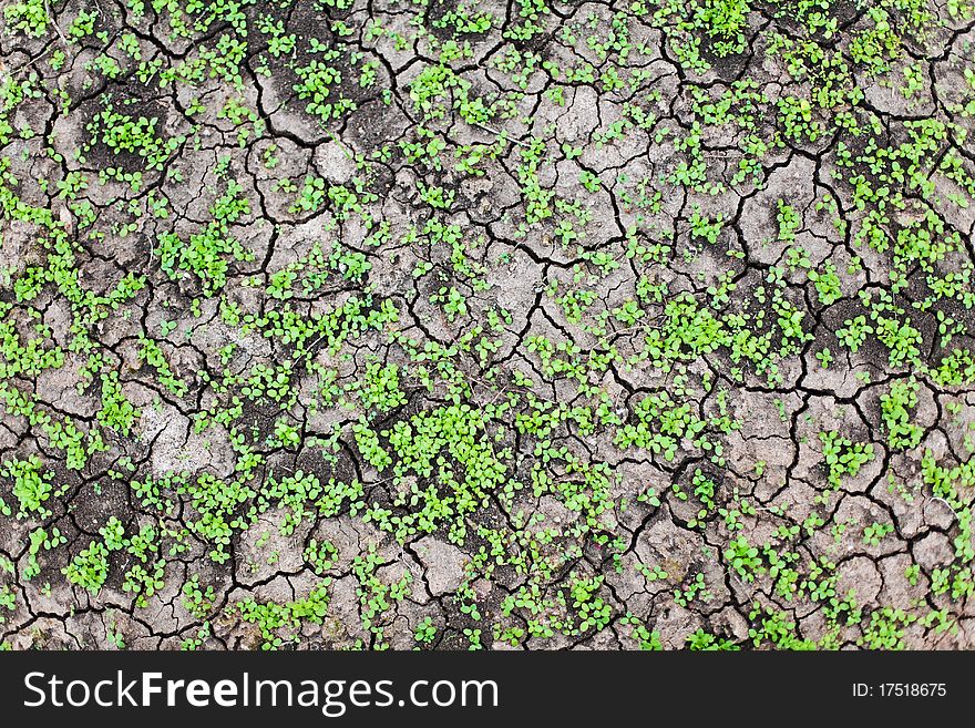 Green grass growing trough dead soil in afternoon