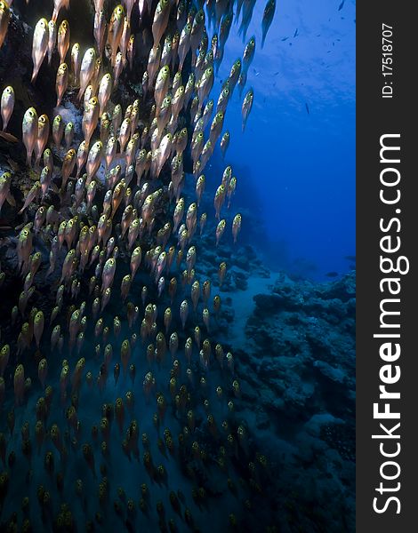 Glassfish, coral and ocean in the Red Sea. Glassfish, coral and ocean in the Red Sea.