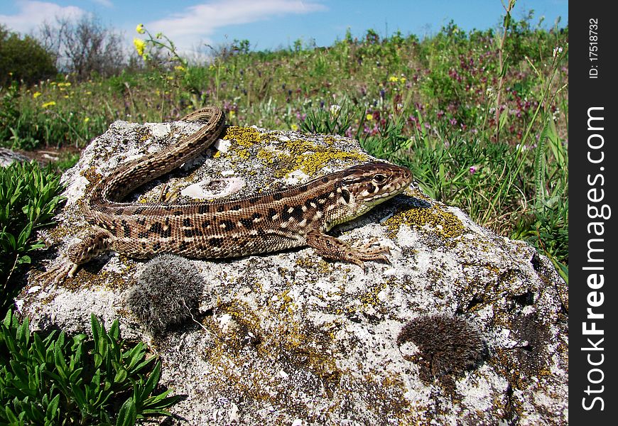 Lizard and stone