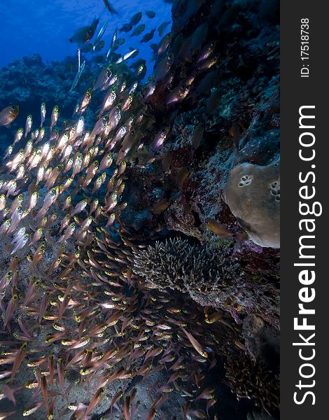 Glassfish, coral and ocean in the Red Sea. Glassfish, coral and ocean in the Red Sea.