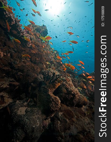 Ocean, coral and fish in the Red Sea. Ocean, coral and fish in the Red Sea.