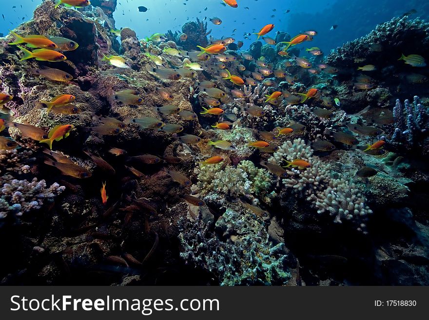 Ocean, coral and fish in the Red Sea. Ocean, coral and fish in the Red Sea.