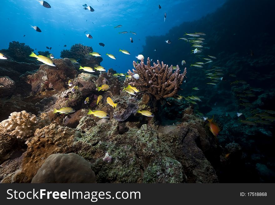 Ocean, coral and fish in the Red Sea. Ocean, coral and fish in the Red Sea.