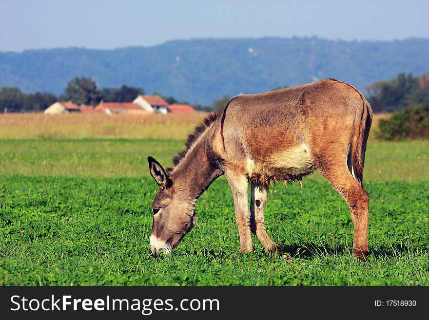 Donkey is eating in a grass