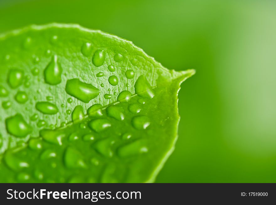 Green leaf background with raindrops