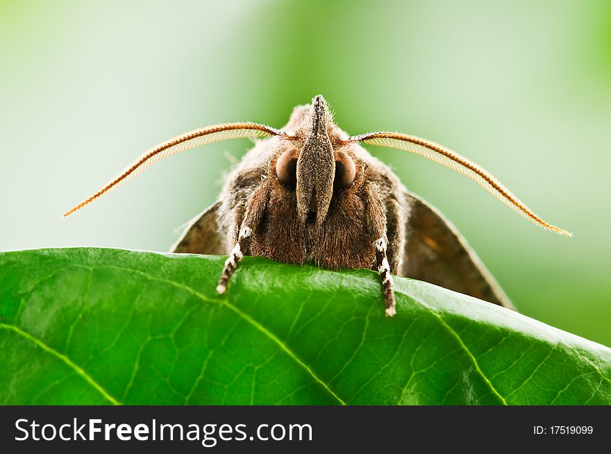 Brown moth on leaf closeup