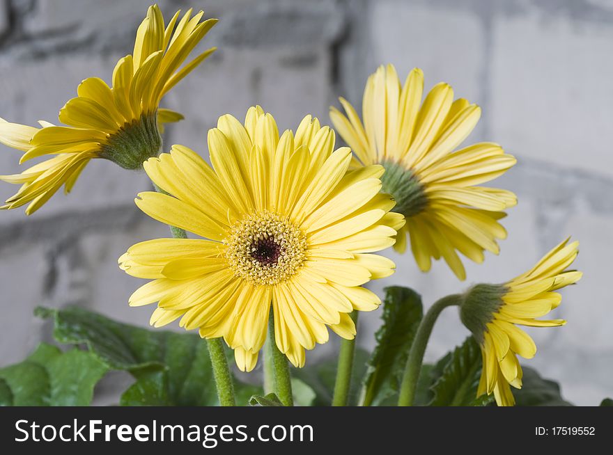 Beautiful yellow flower of daisy over blur grey background. Beautiful yellow flower of daisy over blur grey background