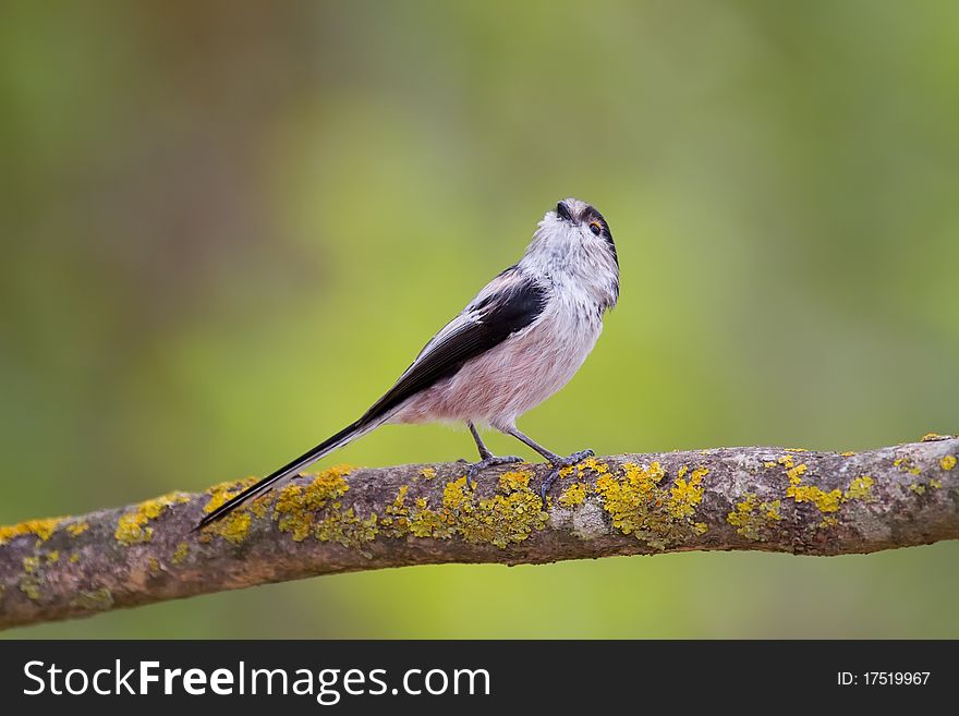 A Long-tailed Tit (Aegithalos caudatus) sitting on a branch of a tree