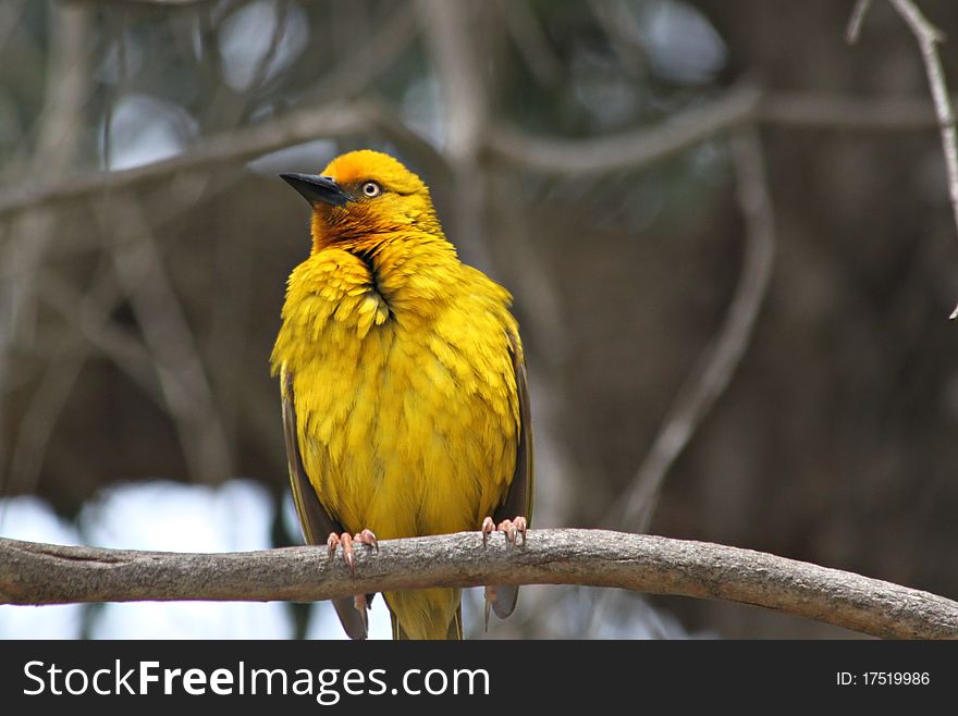 Cape Weaver, Ploceus capensis, perched on branch with dark background, South Africa. Cape Weaver, Ploceus capensis, perched on branch with dark background, South Africa