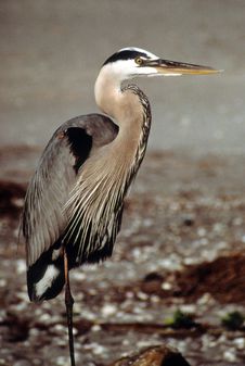 Great Blue Heron Royalty Free Stock Photography Great Blue Heron Royalty Free Stock Photography