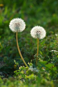 Two Dandelions Royalty Free Stock Images Two Dandelions Royalty Free Stock Images