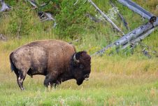 Mud Covered Bison, Yellowstone National Park Royalty Free Stock Images Mud Covered Bison, Yellowstone National Park Royalty Free Stock Images