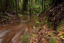 Rain Forest With Flowing Creek Water Stock Image Rain Forest With Flowing Creek Water Stock Image