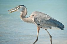 Great Blue Heron Eating A Fish On A Florida Beach Royalty Free Stock Image
