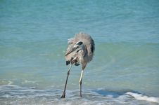 Great Blue Heron On A Florida Beach Royalty Free Stock Photo