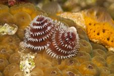 Christmas Tree Worm Royalty Free Stock Photo Christmas Tree Worm Royalty Free Stock Photo
