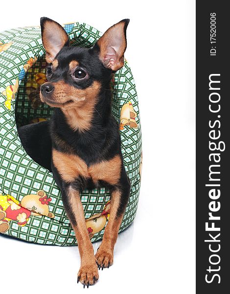 A toy terrier sitting in a green basket isolated on white. A toy terrier sitting in a green basket isolated on white