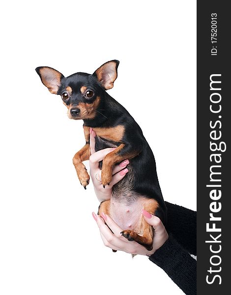 A russian toy terrier in women's hands isolated on white. A russian toy terrier in women's hands isolated on white