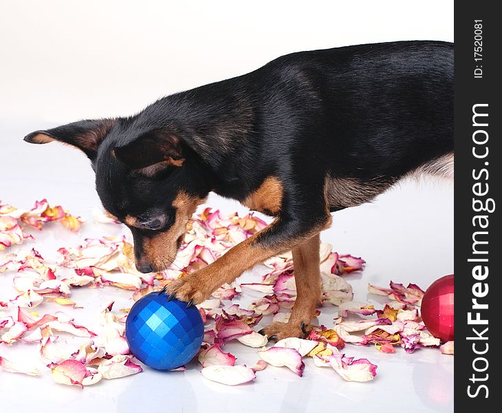 A toy terrier playing with a Christmas ball. A toy terrier playing with a Christmas ball