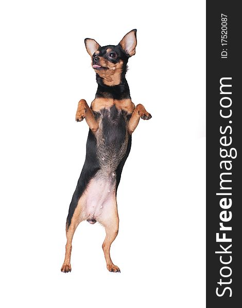 A russian toy terrier upstanding isolated on white background. A russian toy terrier upstanding isolated on white background