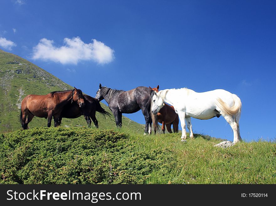 Group of horses on meadow