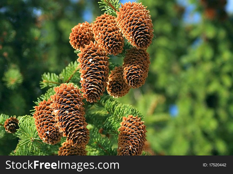 Large pine cones high up in a tree