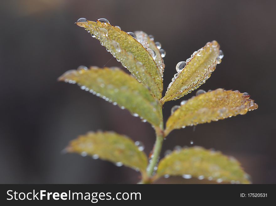 Wild rose leaf with morning dew water drops